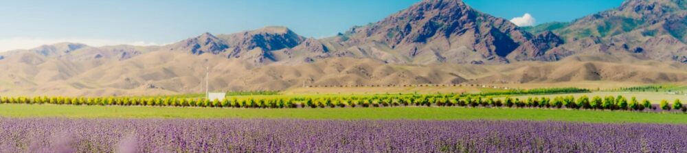 Tania Ferdous Portfolio